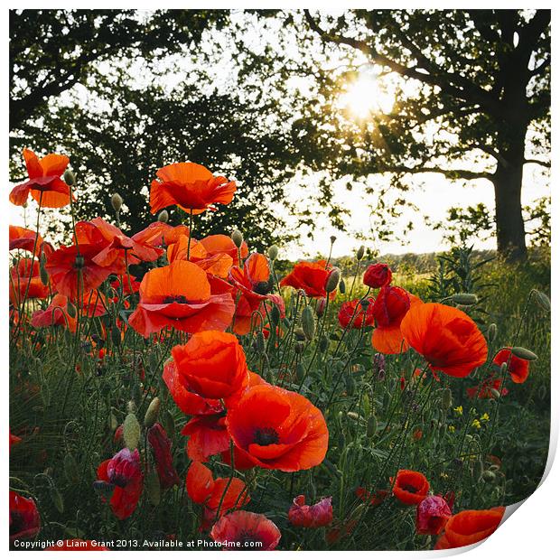 Poppies in evening light. Holme Hale, Norfolk, UK. Print by Liam Grant