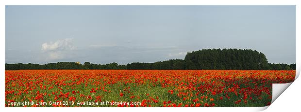 Church and field of poppies in evening light. Print by Liam Grant