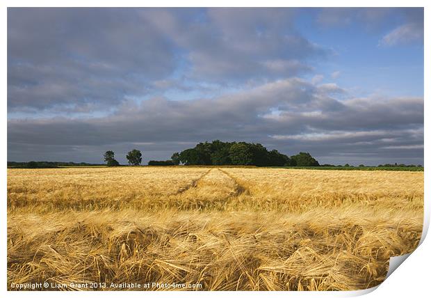 Warm sunlight and rainclouds over field of Barley. Print by Liam Grant