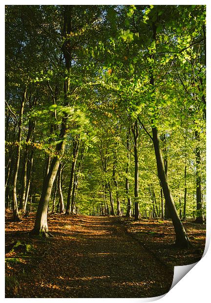 Track through autumnal Beech tree woodland. Print by Liam Grant
