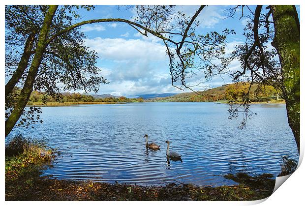Swans on the shore of Esthwaite Water. Print by Liam Grant