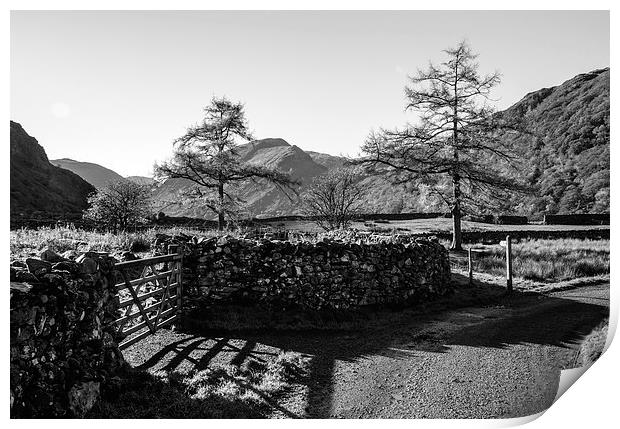 Larch trees and remote road to Thorneythwaite Farm Print by Liam Grant