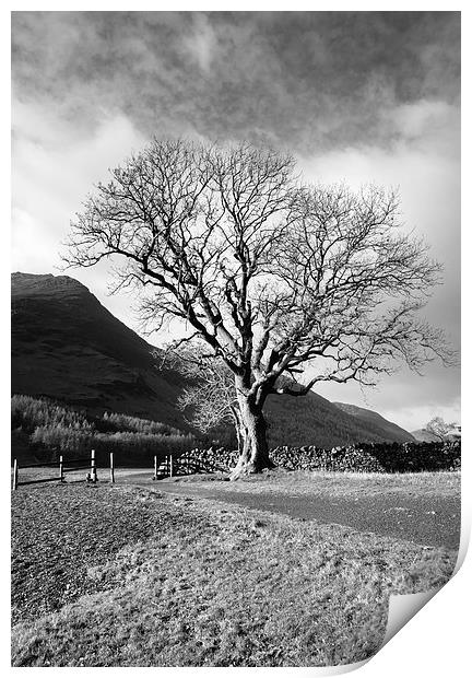Sunlit tree on the shore of Buttermere. Print by Liam Grant