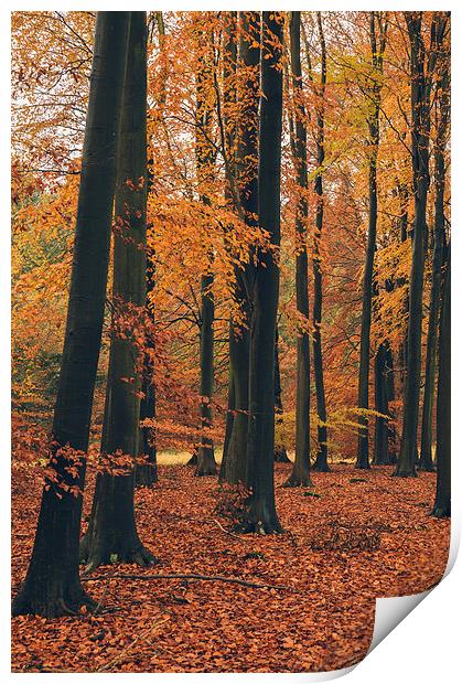 Dense Beech tree woodland in Autumn. Print by Liam Grant