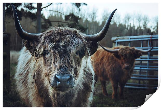 Closeup of Highland cattle. Print by Liam Grant
