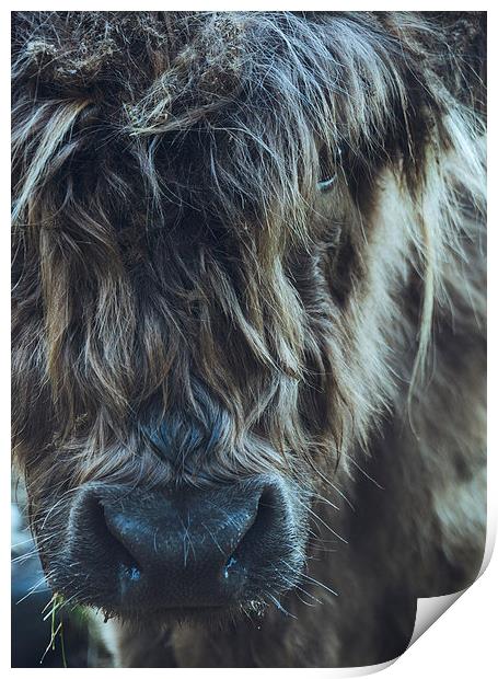 Closeup of Highland cattle. Print by Liam Grant