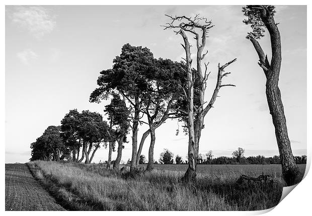 Sunlit Pine trees line a field below clear sky. Print by Liam Grant