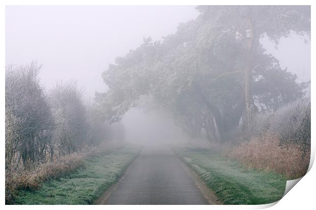 Frost covered trees over country road in morning f Print by Liam Grant