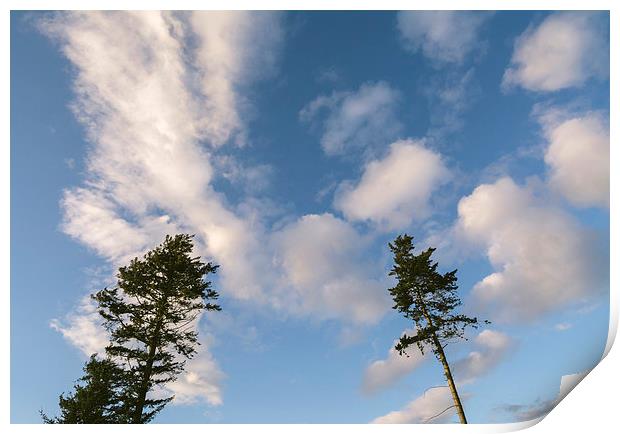 Evening sky and Pine trees. Print by Liam Grant