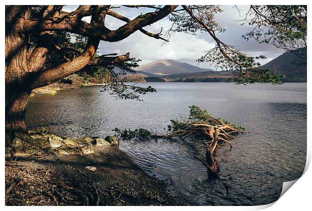 Sunlit tree roots on the shore of Derwent Water. Print by Liam Grant