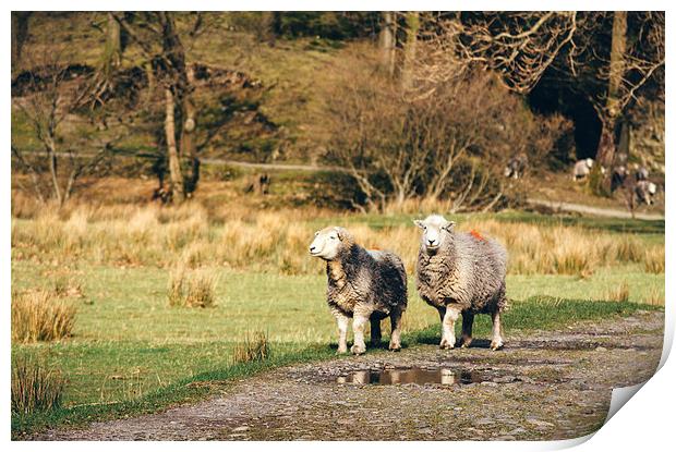 Herdwick sheep stood on footpath. Print by Liam Grant