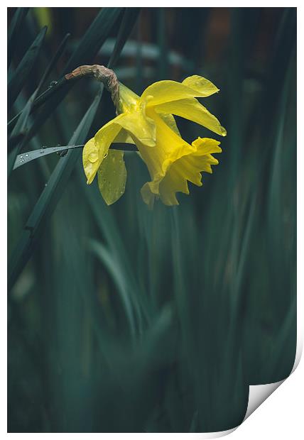 Wild yellow Daffodil. Print by Liam Grant