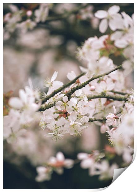 Spring blossom. Print by Liam Grant