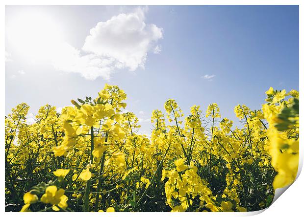 Field of Rapeseed (Canola) against sunlit blue sky Print by Liam Grant