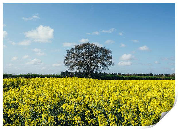 Field of Rapeseed (Canola) and tree against a sunl Print by Liam Grant