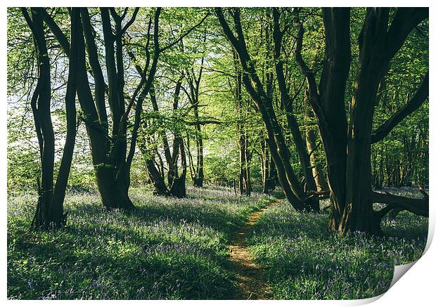 Path through Bluebells growing wild in natural woo Print by Liam Grant