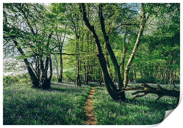 Path through Bluebells growing wild in natural woo Print by Liam Grant