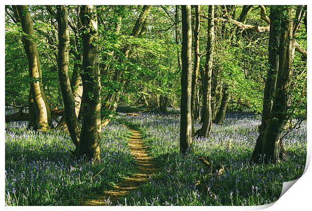 Path through wild Bluebells in ancient woodland. Print by Liam Grant