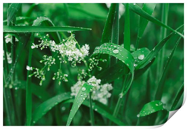 Wild Ground-elder flowers among dew covered grass. Print by Liam Grant