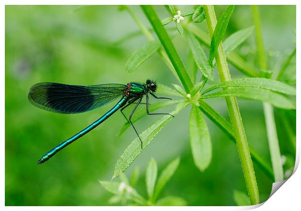 Banded Demoiselle dragonfly (Calopteryx splendens) Print by Liam Grant