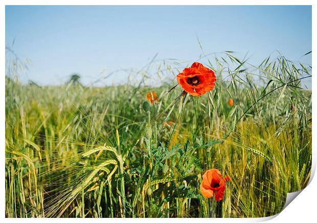 Poppies and Barley. Print by Liam Grant