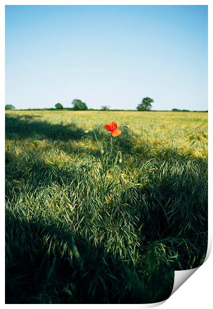 Lone Poppy in a field of Barley. Print by Liam Grant