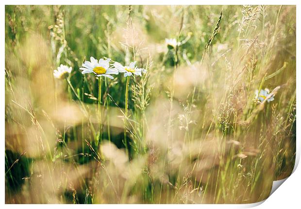 Oxeye Daisy among wild grasses. Print by Liam Grant