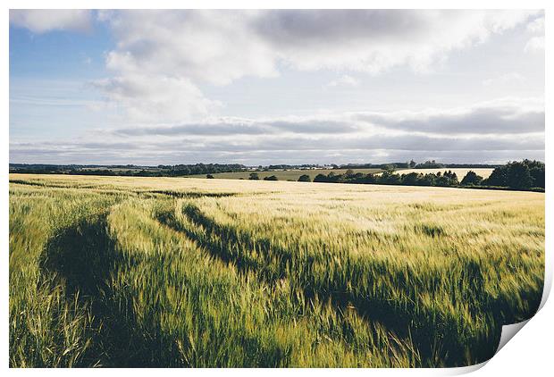 Field of barley in evening light. Print by Liam Grant