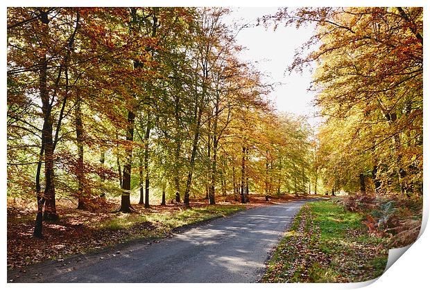 Remote country road through Autumnal woodland. Nor Print by Liam Grant