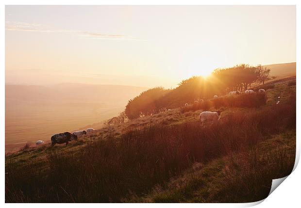 Sheep grazing on hillside at sunset. Derbyshire, U Print by Liam Grant