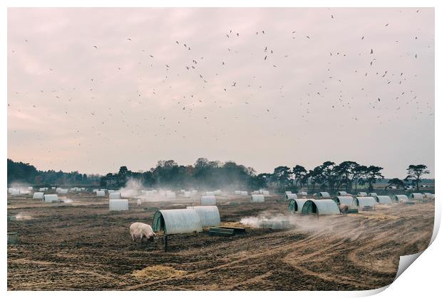 Burning old straw bedding on a pig farm. Norfolk,  Print by Liam Grant