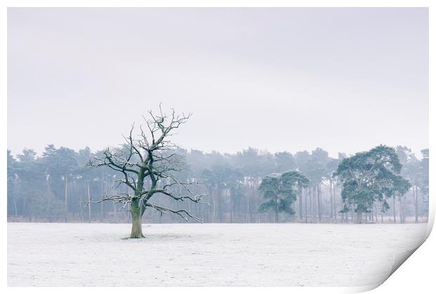 Tree in a rural field covered in frost. Norfolk, U Print by Liam Grant