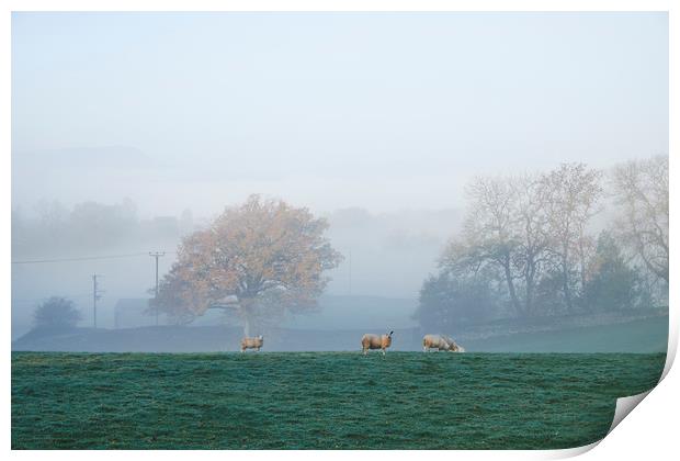 Sheep in fog at sunrise. Troutbeck, Cumbria, UK. Print by Liam Grant
