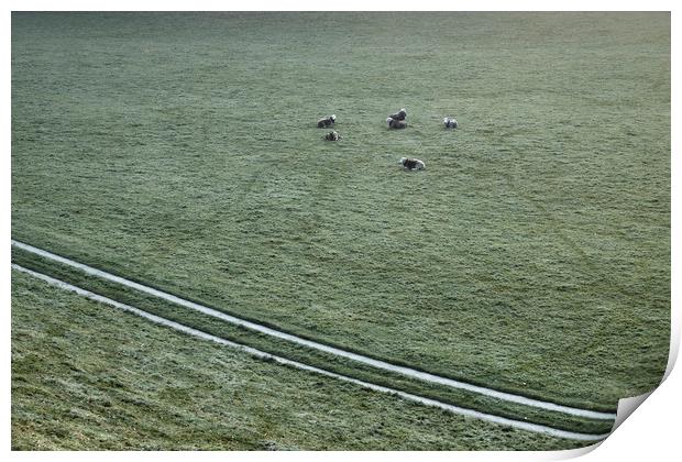 Sheep on a cold dew covered morning. Cumbria, UK. Print by Liam Grant