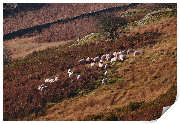 Sheep on the hillside. Kirkstone, Cumbria, UK. Print by Liam Grant