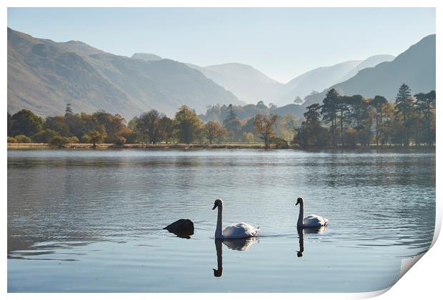 Swans and autumnal colour. Ullswater, Cumbria, UK. Print by Liam Grant