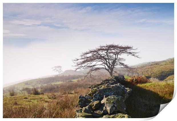 Tree and rising cloud. Cumbria, UK. Print by Liam Grant