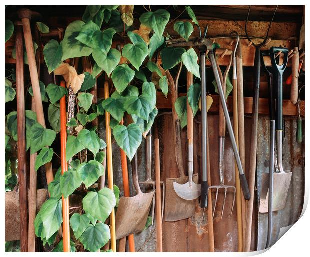 Hedra Ivy growing among gardening tools in a shed. Print by Liam Grant