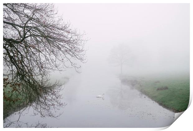 Swan on a river in fog. Norfolk, UK. Print by Liam Grant
