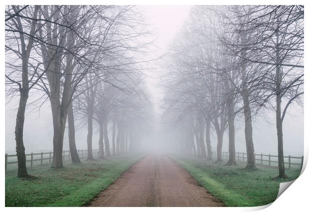 Avenue of trees beside a country road in fog. Norf Print by Liam Grant