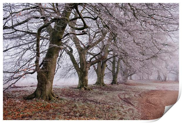 Trees and fog on a frosty morning. Santon Downham, Print by Liam Grant