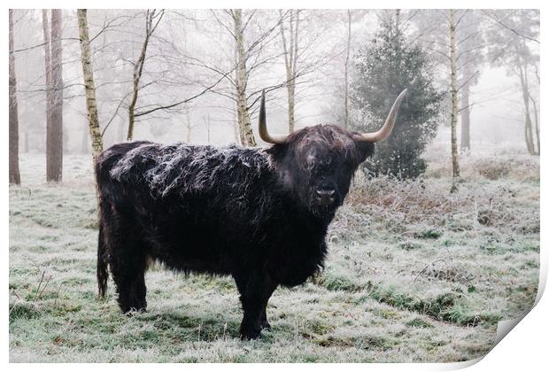 Black highland cow covered in frost on a winters m Print by Liam Grant