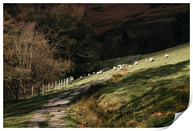 Stone footpath and grazing sheep. Edale, Derbyshir Print by Liam Grant