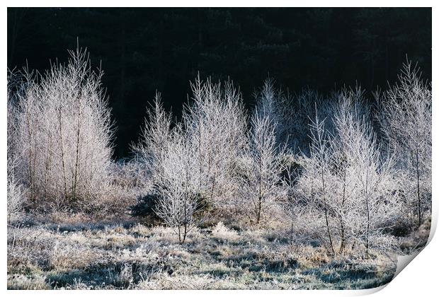 Young trees covered in a thick white frost. Norfol Print by Liam Grant