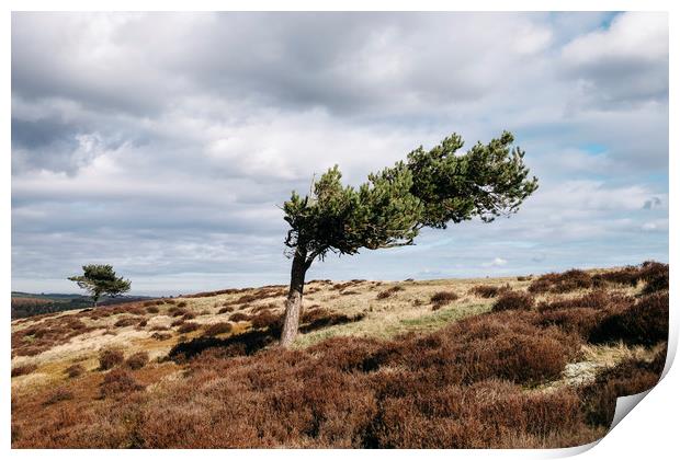 Windswept tree and heather on Ramsley Moor. Derbys Print by Liam Grant