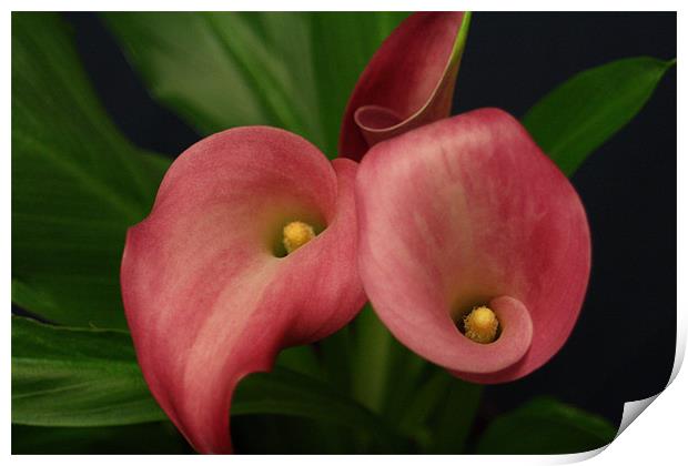 zantedeschia - Natural Print by Dave Hoskins