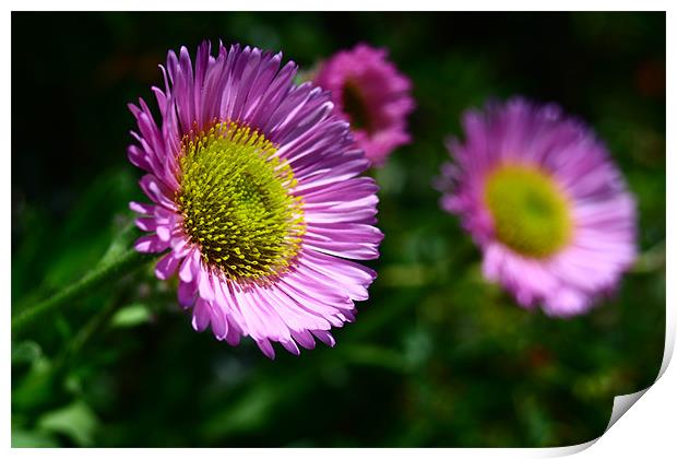 Bright flowers Print by Dave Hoskins