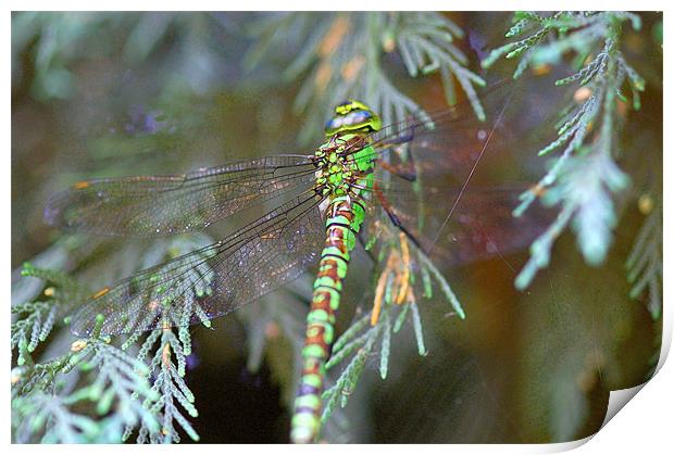 Green/brown dragonfly 2 Print by Mike Herber