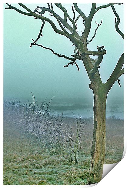 Dead trees Print by Mike Herber