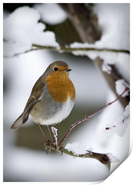 ROBIN IN THE SNOW (2) Print by Anthony R Dudley (LRPS)